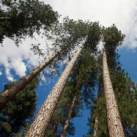 medis, medžiai, dangus, mediena, debesys Juan Camilo Bernal - Dreamstime