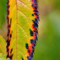 Pixwords Vaizdas su lapų, rudenį, senas, negyvas, gamta, žalia Calek