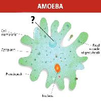 Pixwords Vaizdas su ameba, branduolys, maisto, ląstelių, ląstelių Designua