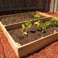 daržovių, daržovės, augti, auginti, žalia, augalas, augalai, medis Mvogel