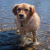 šuo, vandens, gyvūnų Emilyskeels22 - Dreamstime